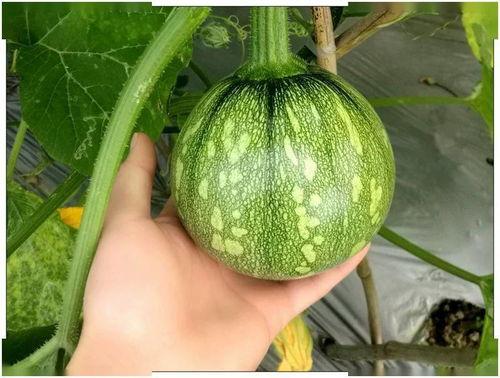 小乾吃蜜瓜,小乾甜蜜蜜瓜之旅