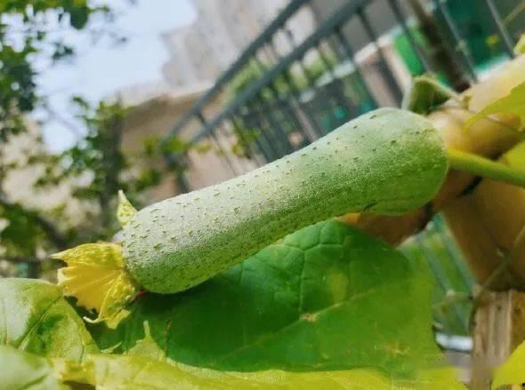 吃瓜结果瓜被扔,一场意外的瓜界风云