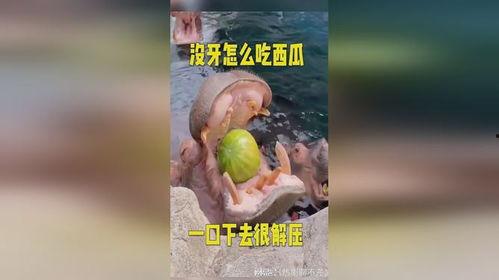 河马吃西瓜剩下瓜,剩瓜变宝的奇妙之旅
