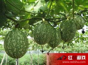 吊瓜被吃,一场美食与自然的邂逅