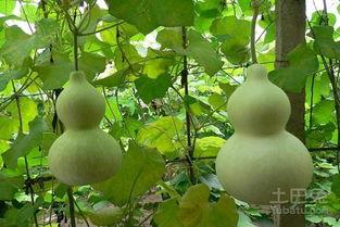 吃葫芦瓜会过敏吗,食用需谨慎