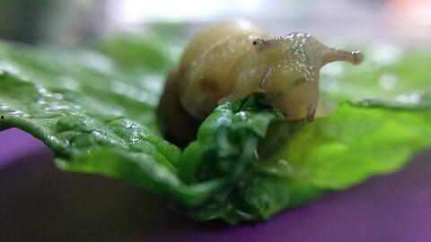 白玉瓜怎么晒干吃,传统美味新体验