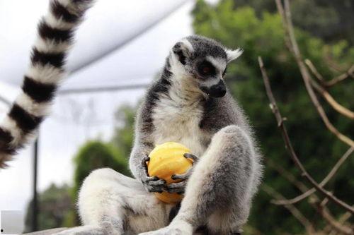 大角鹿吃瓜,大角鹿的夏日瓜果盛宴