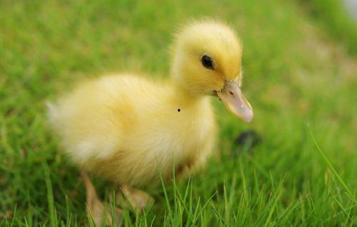 小鹅吃瓜叶,田园生活趣事多