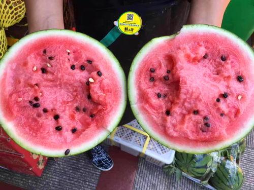 小羊吃蜜瓜视频,蜜瓜视频萌翻网友