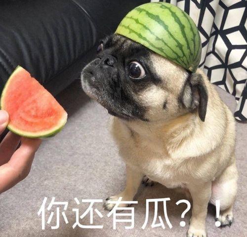 绝情吃瓜